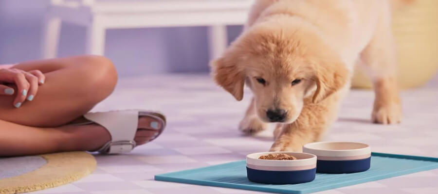 How to Transition Your Dog to a New Food Safely: A Step-by-Step Guide